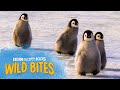 Penguins Go MONTHS Without Feeding! | Wild Bites | BBC Earth Kids