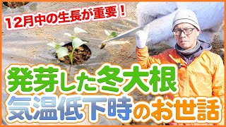 家庭菜園や農園で冬大根が発芽した後の注意事項！お世話のポイントを徹底解説！【農園ライフ】