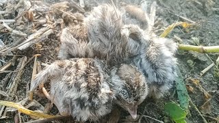 dasi goray teetar checks fast day huntching out of the eggs