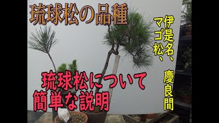 琉球松について[104]