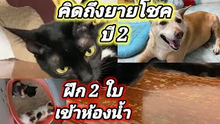 มีใครคิดถึงยายโชคและบี2บ้างน๊า ฝึก2ใบเข้าห้องน้ำ#ปังปอนลูกแม่เกียง #บ้านสวน #แมวถูกทิ้ง#ทาสแมวต้องดู