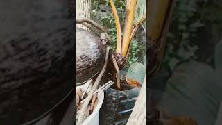 Bonsai Kelapa Gading Nungging Ekstreme //  Bonkla Proses Metode Tampung Akar Baru