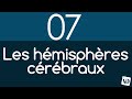 Le cerveau en 2 minutes : les HEMISPHERES CEREBRAUX