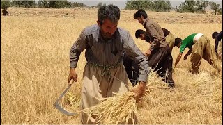 Nomadic life in Iran: Harvesting wheat by hand