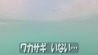 今日も八千穂高原スキー場 と…　2025年2月15日