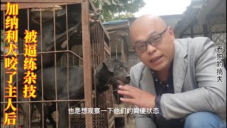 加纳利犬咬了主人后，被逼练杂技，“杀人犬”的技能开发