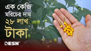 এক কেজি মরিচের দাম ২৮ লাখ টাকা | Comilla Chillis | Desh TV