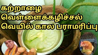 மொட்டை மாடி வெயில் கால பராமரிப்பு | கற்றாழைச் செடி | part-1 | @Chennai Mottai Maadi kozhi valarpu