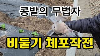 콩밭의 무법자 비둘기 포획