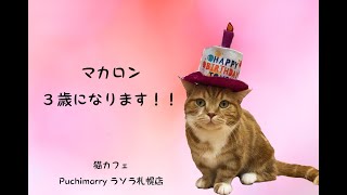 【猫カフェ】マカロン3歳【ぷちまりー】