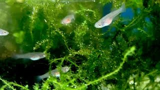 熱帯魚の稚魚たち（卵生メダカ ノソブランキウス ギュンテリー 生後１ヶ月）killifish nothobranchius guentheri red #Shorts