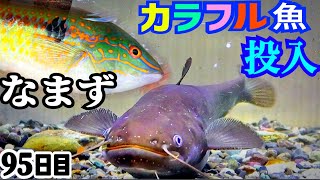 ナマズの水槽にカラフルな魚を投入すると…【やせたナマズ95日目】