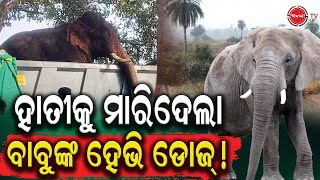 ହାତୀକୁ ମାରିଦେଲା ବନ ବାବୁଙ୍କ ହେଭି ଡୋଜ୍ | Dinanka Tv | Dhenkanal News | Elephant  Death | Odisha Forest