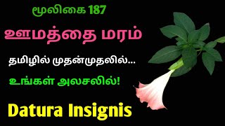 மர ஊமத்தை|மலை ஊமத்தை|malai oomathai|Brugmansia insignis|Datura insignis|Alasal