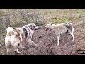 15 Реальных видео ВОЛК VS СОБАКА КТО КОГО? Охота на волка 2019
