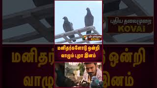 மனிதர்களோடு ஒன்றி வாழும் புறா இனம்.. | Pigeon |