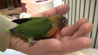 ボタンインコベイビー - 手の中で