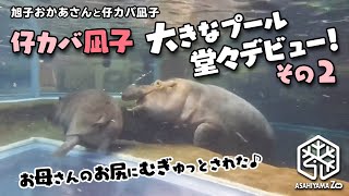 お母さんのお尻にムギュッとされた♪仔カバ大きなプール堂々デビュー！part２【旭山動物園】旭子お母さんと仔カバ凪子