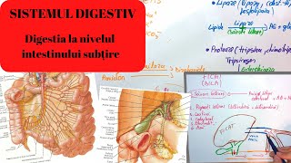 ADMITERE MEDICINA: SISTEMUL DIGESTIV 3: Digestia la nivelul intestinului subtire