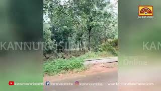 ഉളിക്കല്‍ ടൗണില്‍ കാട്ടാനയിറങ്ങി. ജനങ്ങള്‍ ഭീതിയില്‍ .