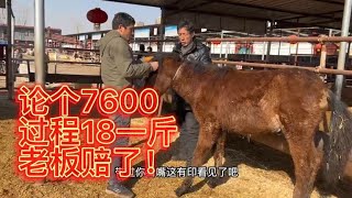 骑乘马驹论个7600过程18一斤，带大家看看哪个合适！【丽阳牲畜市场】