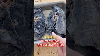 Human Lungs | इंसान के फेफड़े अंदर से कैसे होते है #shorts #viralvideo #shots