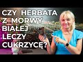 Czy herbata z morwy białej obniża cukier?