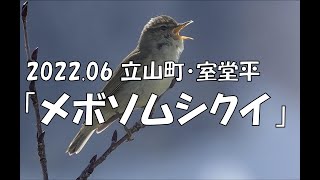 2022.06立山町・室堂平「メボソムシクイ」