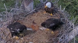 Clive e brings fish 🐟, Dancer grabs and mantles | Captiva Eagle Cam | Feb 24, 2025