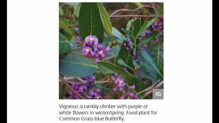 Native lilac (Hardenbergia violacea) audio clip