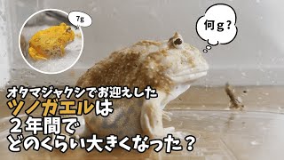 オタマジャクシから育てたクランウェルツノガエルは２年間でどのくらい大きくなった？