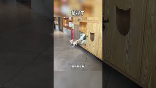 你的冷漠让我感到无比的失落。（下）#搞笑配音 #搞笑動物 #搞笑 #funny #shorts