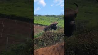 kinnakorai village and kundha waterfall neelagiri Ooty  please subscribe for more videos...