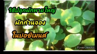 วิธีปลูกผักพายใหญ่ ผักก้านจอง ในบ่ซีเมนต์ ปลูกครั้งเดียวเก็บกินทั้งปี