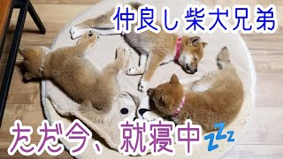 【柴犬】三つ巴？仲良く寄り添う子犬の３兄弟はただ今就寝中【おやすみなさい】