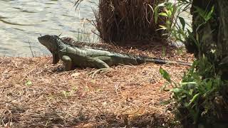 @TrinaMason films iguana at Morikami April 15 2018 11:10am