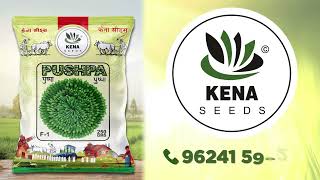 # PUSHPA # F1 HY OKRA # KENA # SEEDS # 9624159929 BORAKHDI