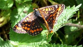 Euphydryas maturna couple