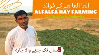 How to Grow lucerne/Alfalfa Hay | Benefits of Alfalfa hay | alfalfa hay nutrition food for goats