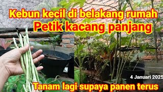 KEBUN KECIL DI BELAKANG RUMAH YANG BISA DI TANAMI SAYURAN DENGAN MEDIA SEADANYA BISA SAMPAI PANEN