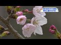 桜の開花宣言からは雨やくもりの天気に…待ち遠しい「満開」に遅れ　高松市