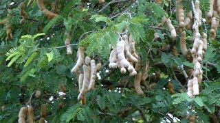 The Tamarind Trees of Buddha Hill | Pattaya Thailand