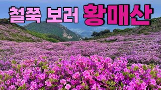 🌸 5월에 가볼만한 여행지 철쭉보러 황매산 가요 🌸