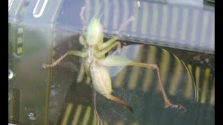 【Japanese katydid】キリギリスを捕りまくる！（というほど捕らない）