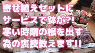 【多肉植物】寄せ植えセットにサービスで鉢が?!寒い時期の根を出す為の裏技教えます!!【succulent】トロピカルガーデン