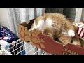 【マンチカンズ】甘えんぼな短足マンチカン ~ my darling cat ~