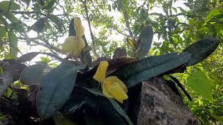 The wild yellow Paphiopedilum concolor are spread and blooming on the top of the rock , So Awsome