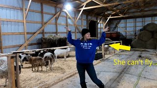 Moving our sheep into their massive livestock barn for lambing season!