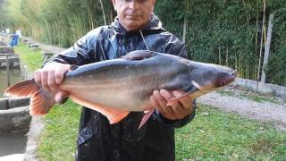 Pesca Esportiva - Peixe PANGA no Pesqueiro Santa Helena