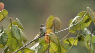 Asian Brown Flycatcher.wmv